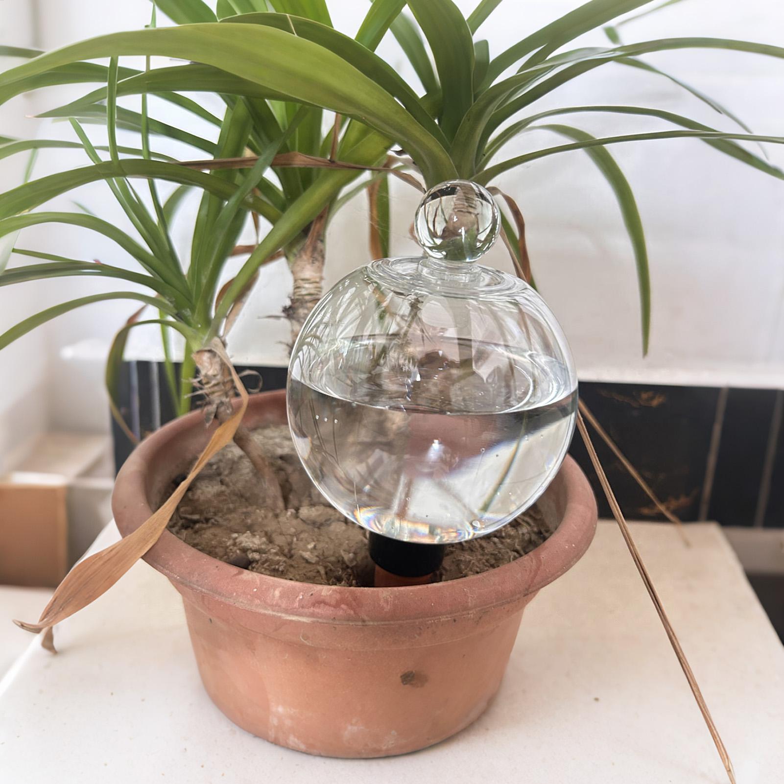 植物散水用ボール 4個入り 500ml 透明自動給水グローブ - Succulent Set のレビューと価格