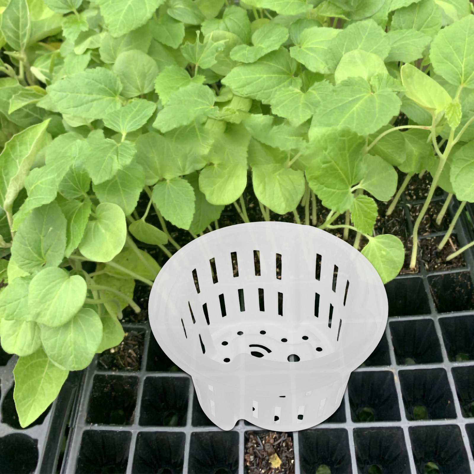 4個入り、厚手のプラスチック製メッシュネット付きプランター。 - Plant Pot のレビューと価格