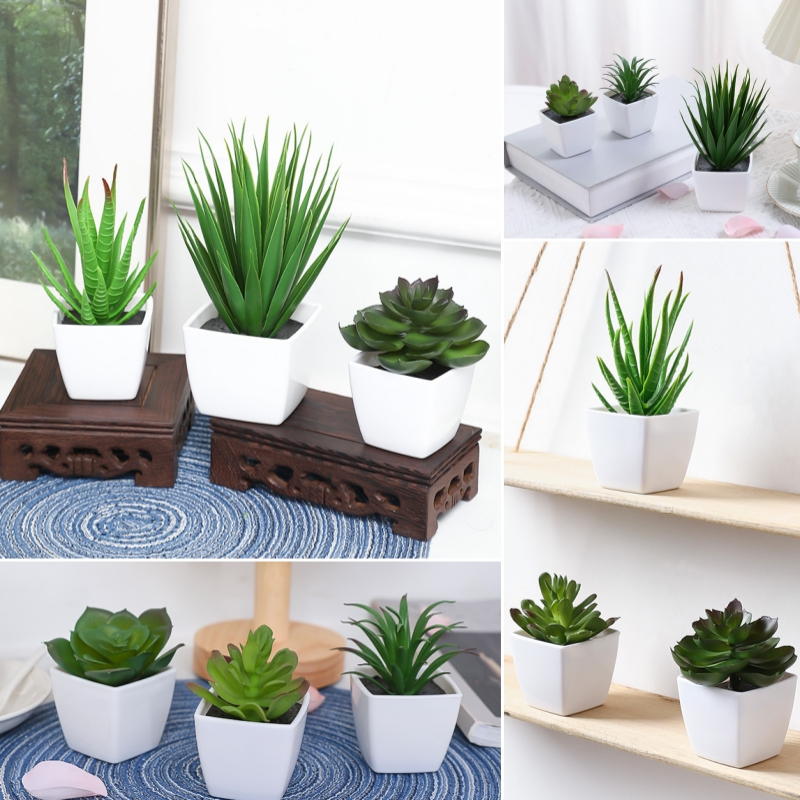 (3 個セット) 家、レストラン、テーブルトップ、窓辺、本棚 - Succulent Set のレビューと価格