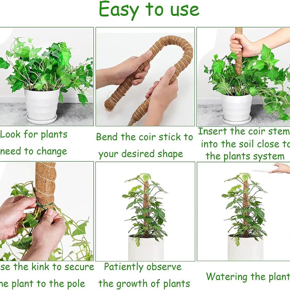 園芸用ココナッツヤシ棒 グリーンロウ 鉢植え植物固定用 植物 - Pothos のレビューと価格