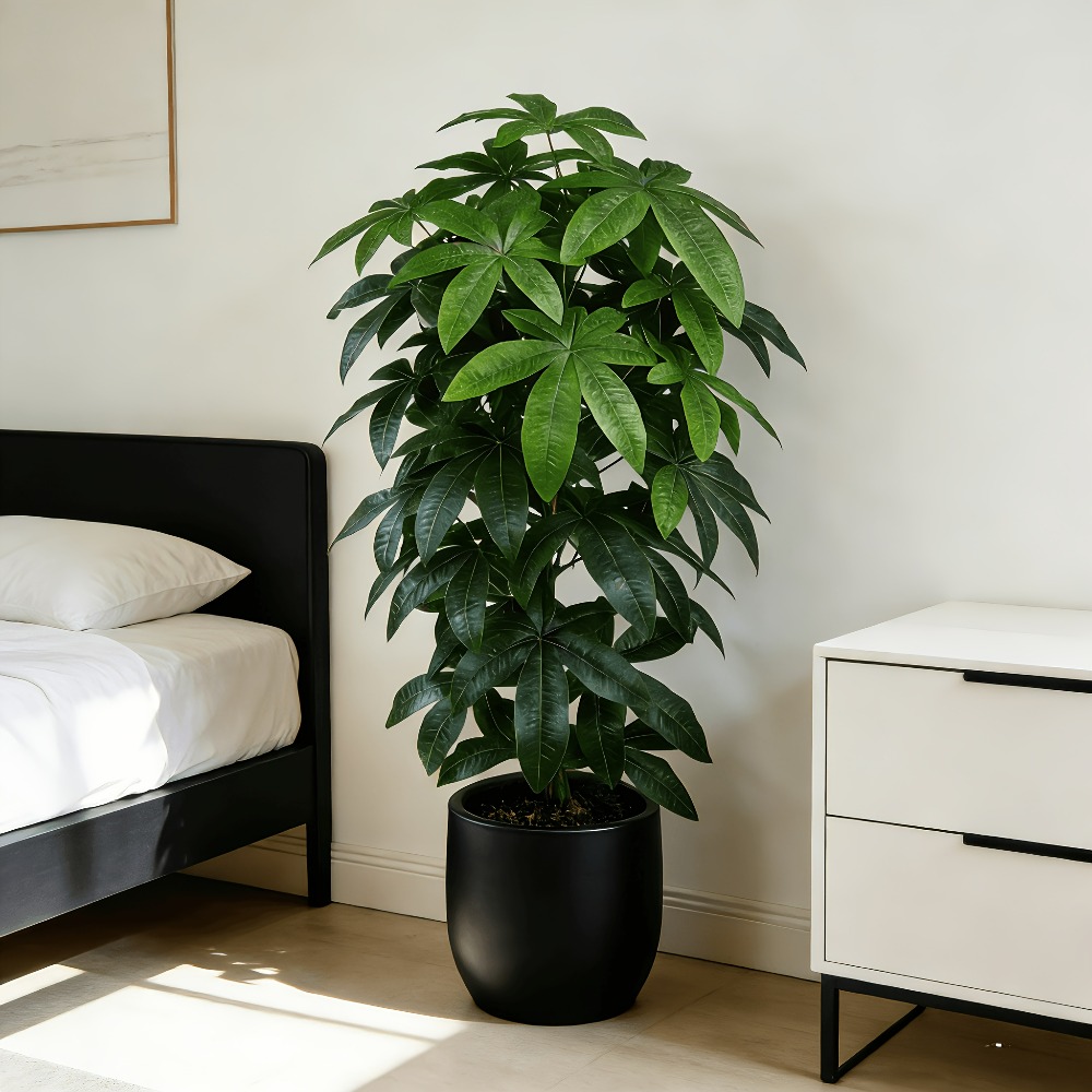 人工の金のなる木パキラ・アクアティカは、科学的にも知られる金 - Snake Plant のレビューと価格